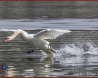 TSR Watermark - 0217